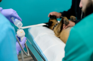 Veterinarian providing ultrasound diagnosis