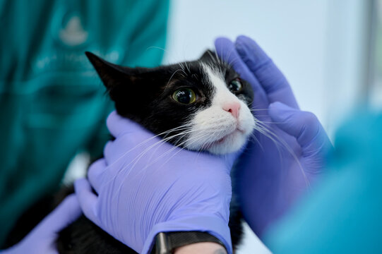  veterinarian examines the cat  - Powered by Adobe