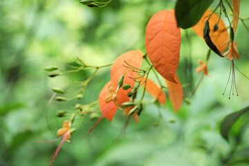 Wild woody climber Hosea lobbii from Brunei and Borneo