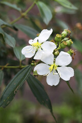 White flower Singapore Rhododendron (Melastoma malabathricum)