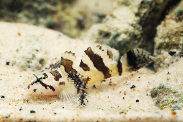 Beautiful Stellar goby (Callogobius stellatus)