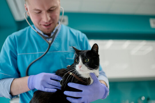  veterinarian examines the cat with stethoscope