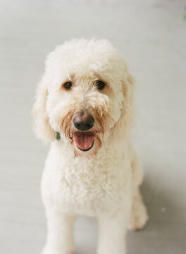 Portrait of a Dog