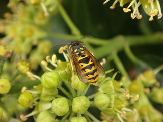 The common wasp (Vespula vulgaris), worker feeding on ivy flowers
