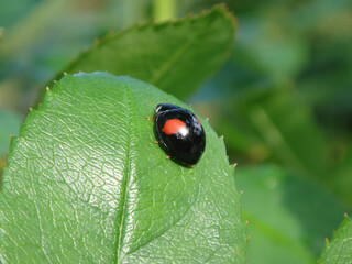Harlequin ladybird beetle, also known as multicoloured Asian lady beetle, (Harmonia axyridis f. conspicua) sitting on a green leaf