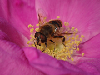 The common drone fly (Eristalis tenax), male feeding on a pink wild rose