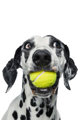 Funny Dalmatian with Tennis Ball in Mouth isolated on White Background - for Pet Promotions, Humor Content, and Animal-Themed Marketing Campaigns