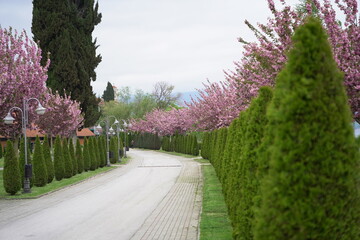 spring in the park