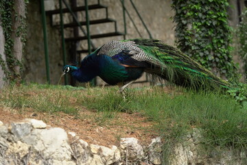 peacock in the garden