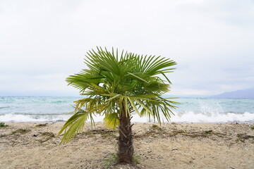 palm tree on the beach