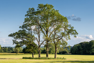 Fototapeta premium group of trees in a field