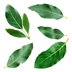 Fototapeta premium Bay leaf set on a white. Isolated on transparent background.