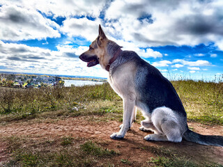 german shepherd dog