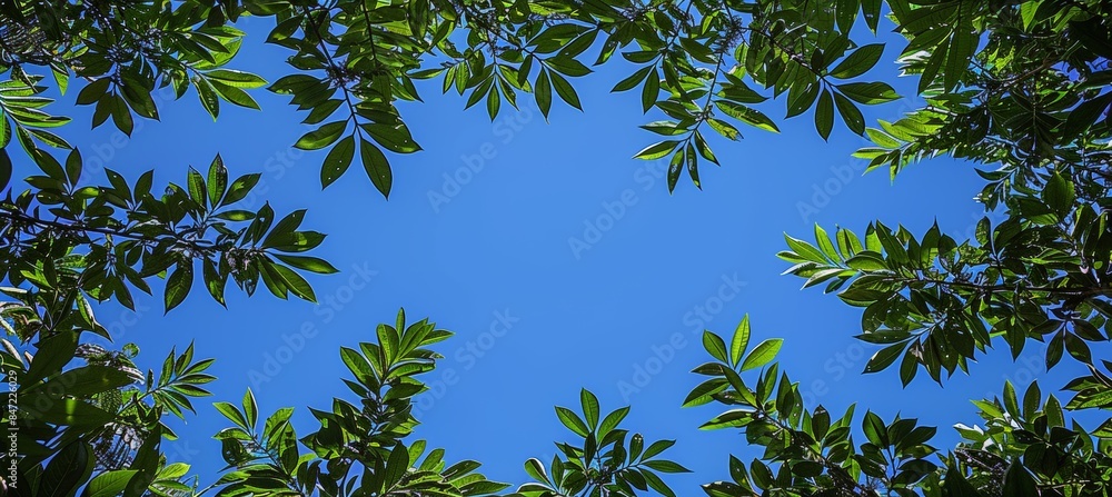 Wall mural Versatile nature images with leaves, trees, sun, and sky for design purposes with copy space