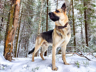 Dog German Shepherd in a winter day, white snow and tree around. Waiting eastern European dog veo...