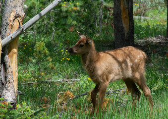 Fototapeta premium Elk Calf Yellowstone National Park