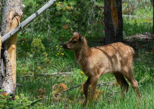 Elk Calf Yellowstone National Park