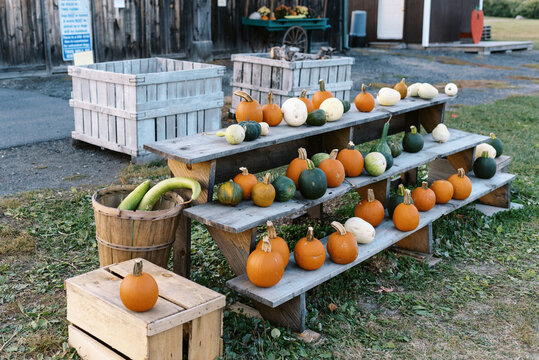 pumpkins for sale in autumn - Powered by Adobe