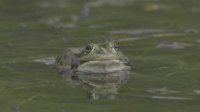 Close-up shot, a green frog emits its loud croak amidst the swamp