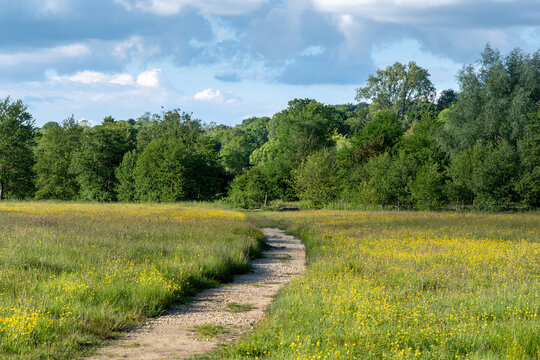 footpath across wildflower meadow