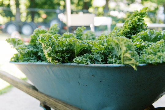 old blue wheelbarrow filled with kale from garden