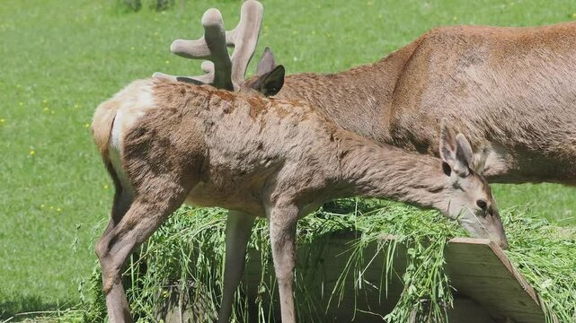 Slow-motion scene, deers peacefully graze from a wooden feeder in a sun-drenched field.