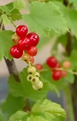 Groseiller Ribes