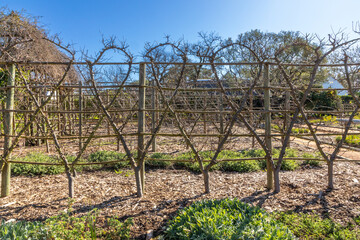 Pear trees being espaliered trimmed and pruned to from unique patterns. 