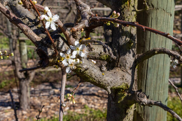 Old thick plum tree branch with new blossoms on it during spring blossoming season. 