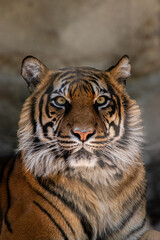portrait of a tiger