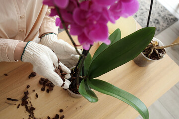 Female florist transplanting orchid flower at home, closeup