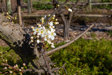 Spring time blossoms of a plum tree in an agricultural setting. 