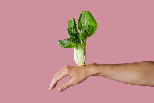 shanghai bok choy in balance on the hand