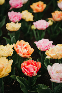 Tulip Foxtrot Dance Blend