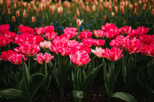 Radiant pink tulips ('Pink Delight') flourishing outdoors