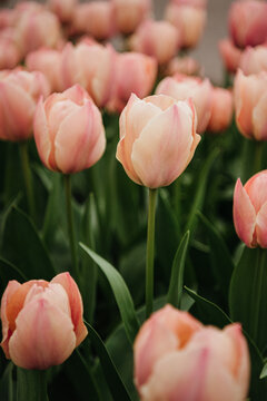 Pink Salmon Tulips 