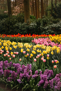 Colorful tulips and lilac hydrangeas in bloom