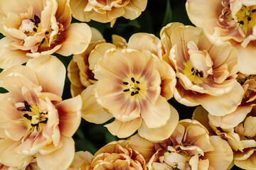 Tulips 'La Belle Epoque' in a Dutch garden