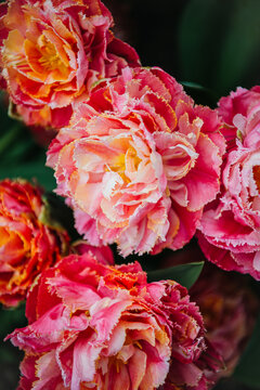 Stunning pink fringed tulips in a garden. Name: 'Chique Elegance'