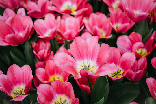 Vibrant pink tulips in full spring bloom - Name of tulip: Algarve