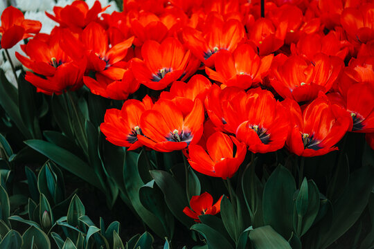 Red Soldier Tulips