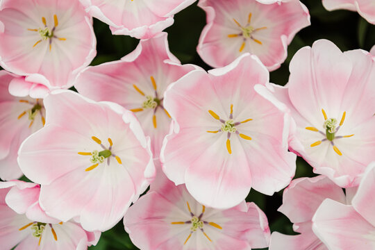 Soft Pink Tulip Cluster Captured