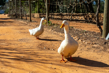 Two white geese walking in an agricultural farm setting on a dirt road. Front goose in focus 