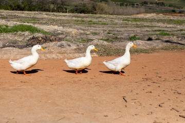 Three white geese walking middle of the day on a patch of dirt on a farm. 