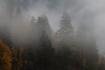 Trees shrouded in fog