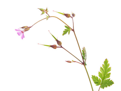 Herb Robert plant with pink flower isolated on white, Geranium robertianum
