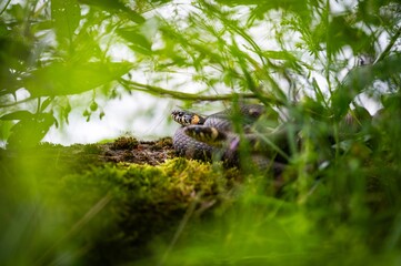Grass snake natrix natrix on the garden path. Not a poisonous snake.
