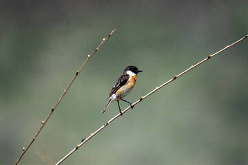 black capped kingfisher on branch