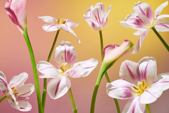 group of tulips and calla lilies on a gradient background