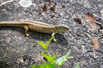 Close up lizard on street. Lithuania